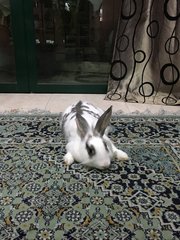 Haris - Angora Rabbit Rabbit