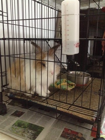 Johan - Angora Rabbit Rabbit