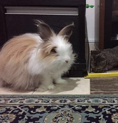 Johan - Angora Rabbit Rabbit