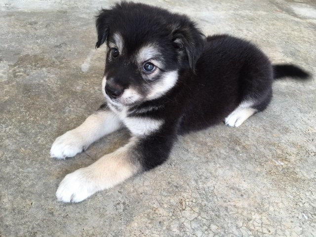 Husky - Ipoh - Husky Mix Dog