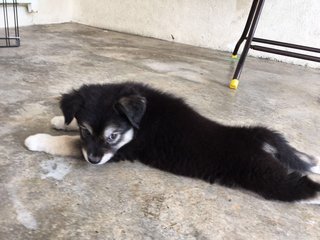 Husky - Ipoh - Husky Mix Dog