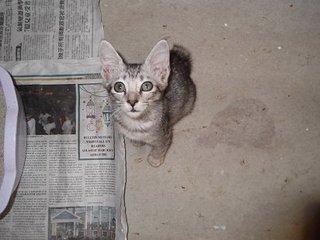 Gris - Domestic Medium Hair Cat