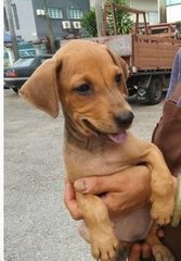 Mei Mei - Labrador Retriever Mix Dog