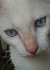 Blue Eyed Tommie - Domestic Short Hair Cat