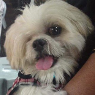 Snowy - Shih Tzu + Maltese Dog