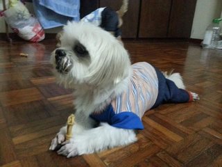 Snowy - Shih Tzu + Maltese Dog