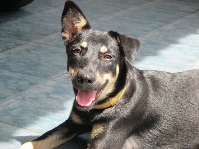 Estee - Mixed Breed Dog