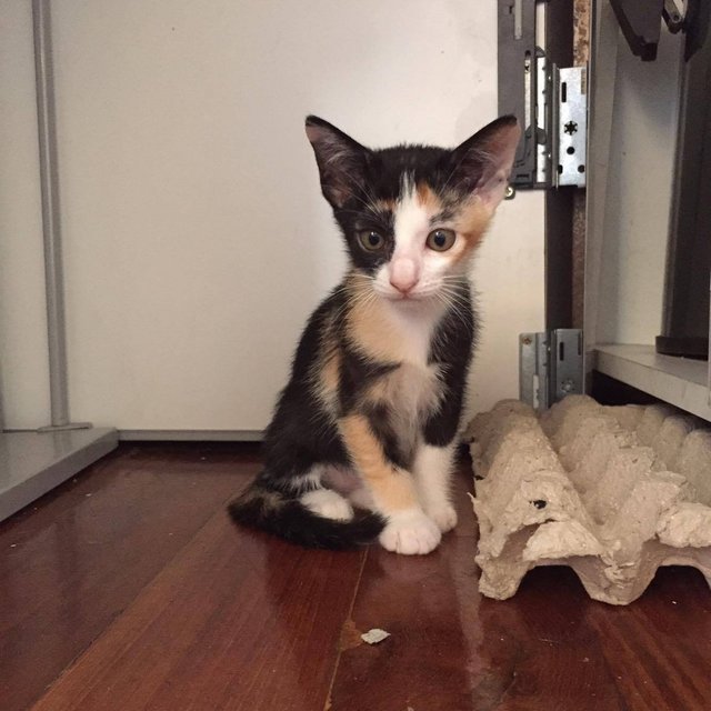 Spotty - Domestic Short Hair Cat