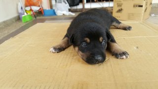 Baby Dog And Puppies - Mixed Breed Dog