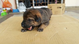 Baby Dog And Puppies - Mixed Breed Dog