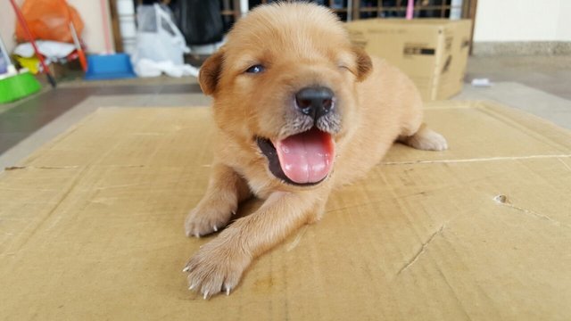 Baby Dog And Puppies - Mixed Breed Dog