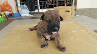 Baby Dog And Puppies - Mixed Breed Dog