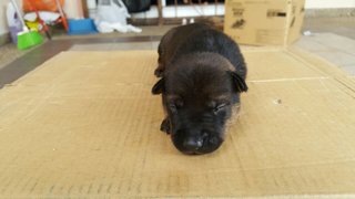 Baby Dog And Puppies - Mixed Breed Dog