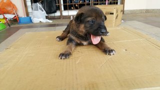 Baby Dog And Puppies - Mixed Breed Dog