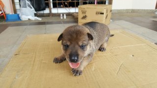 Baby Dog And Puppies - Mixed Breed Dog