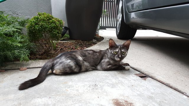 Cali - Dilute Tortoiseshell + Domestic Short Hair Cat