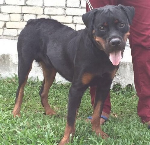 Antonio Rott  - Rottweiler Dog