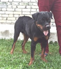 Antonio Rott  - Rottweiler Dog