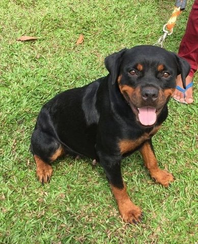 Pepyta - Rottweiler Dog