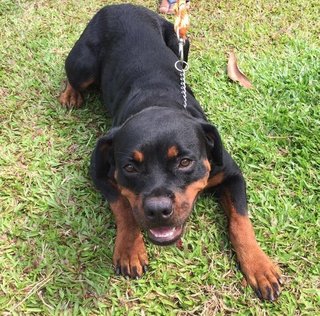 Pepyta - Rottweiler Dog