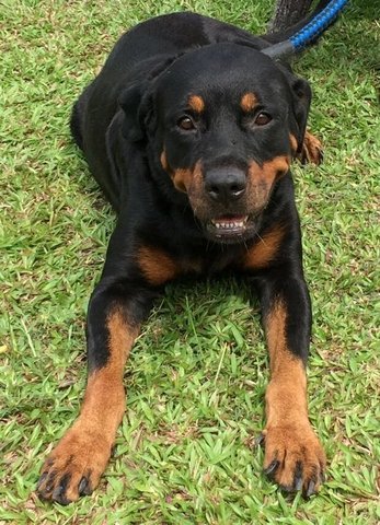 Jojo - Rottweiler Dog