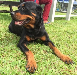 Jojo - Rottweiler Dog