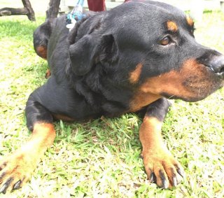 Jojo - Rottweiler Dog