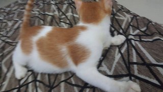 Orange Cat (Area: Jb) - Domestic Short Hair Cat