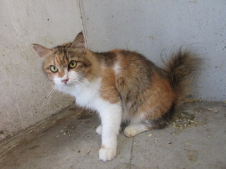 64985 (C4) - Domestic Long Hair Cat