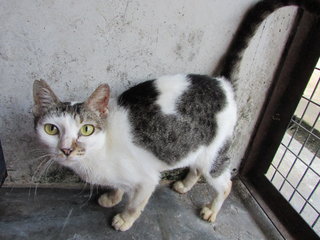 64148 (C4) - Domestic Short Hair Cat