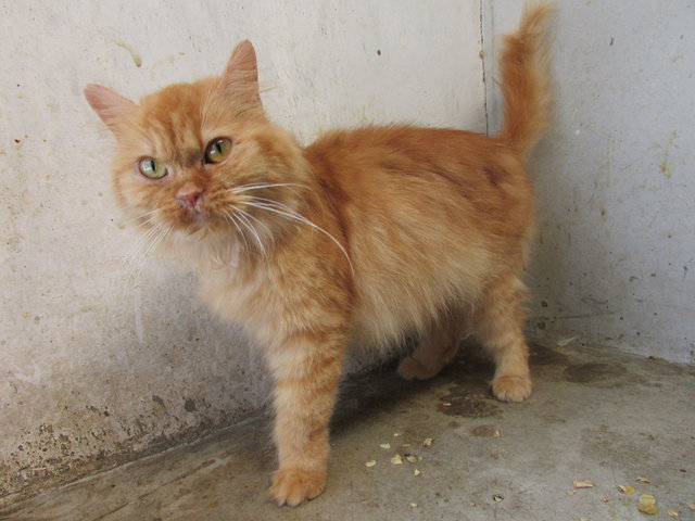 64500 (C4) - Domestic Short Hair + Persian Cat