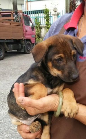 Kafee - Doberman Pinscher Mix Dog