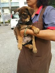 Kafee - Doberman Pinscher Mix Dog