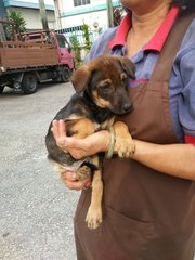 Kafee - Doberman Pinscher Mix Dog