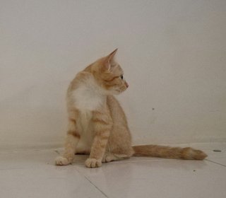 Suci - Domestic Short Hair Cat