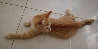 Suci - Domestic Short Hair Cat