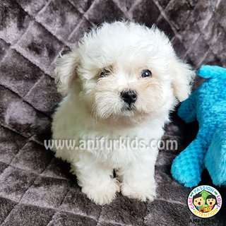 Quality Female Ma1ltese Puppy - Maltese Dog