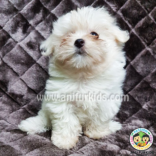 Quality Female Ma1ltese Puppy - Maltese Dog