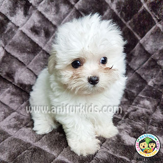 Quality Female Ma1ltese Puppy - Maltese Dog