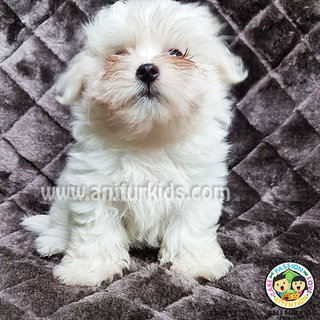 Quality Female Ma1ltese Puppy - Maltese Dog