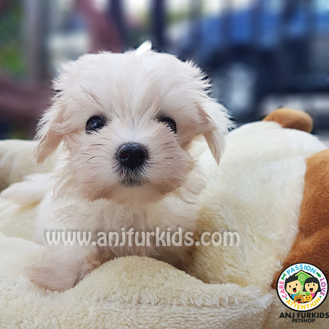 Quality Female Ma1ltese Puppy - Maltese Dog