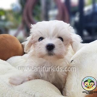 Quality Female Ma1ltese Puppy - Maltese Dog