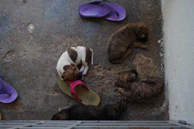 Bebe's Pups - Mixed Breed Dog