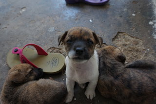 Bebe's Pups - Mixed Breed Dog