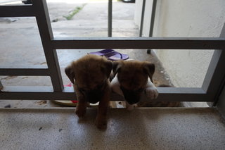 Bebe's Pups - Mixed Breed Dog