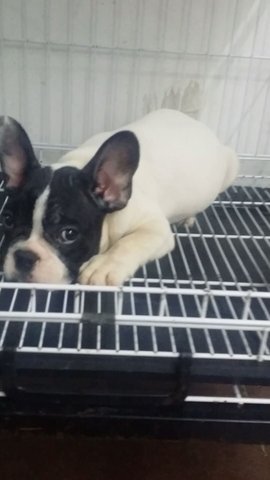 Black Mask French Bulldog Male 33 - French Bulldog Dog