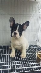 Black Mask French Bulldog Male 33 - French Bulldog Dog