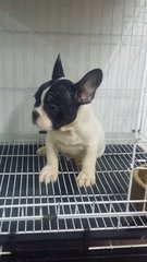 Black Mask French Bulldog Male 33 - French Bulldog Dog