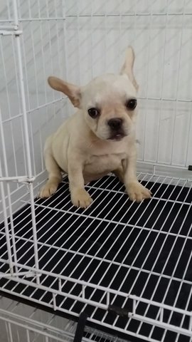 Creamy French Bulldog Male 35 - French Bulldog Dog