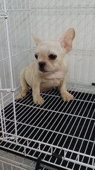 Creamy French Bulldog Male 35 - French Bulldog Dog